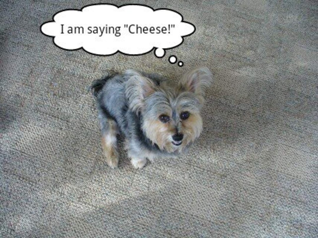 Cathy Carrillo's album, Our Baby Dogs
