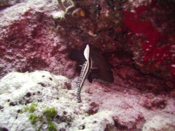 Tim Barker's album, Cozumel 4