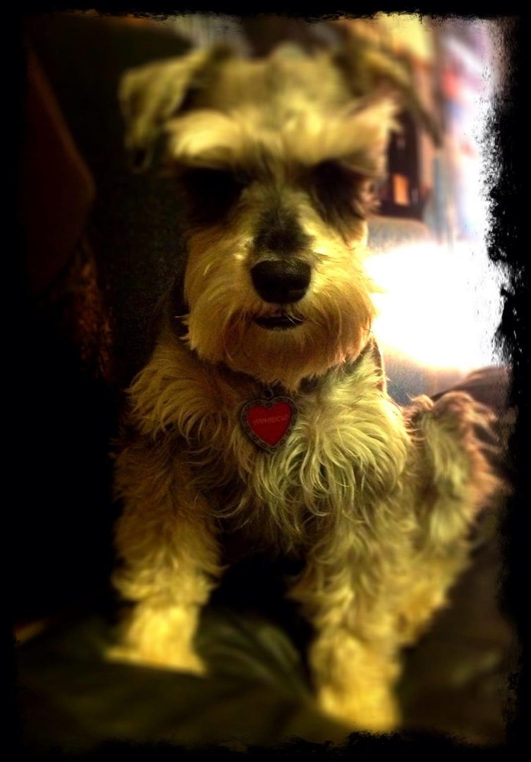 Toni Bogart-syvrud's album, iOS Photos