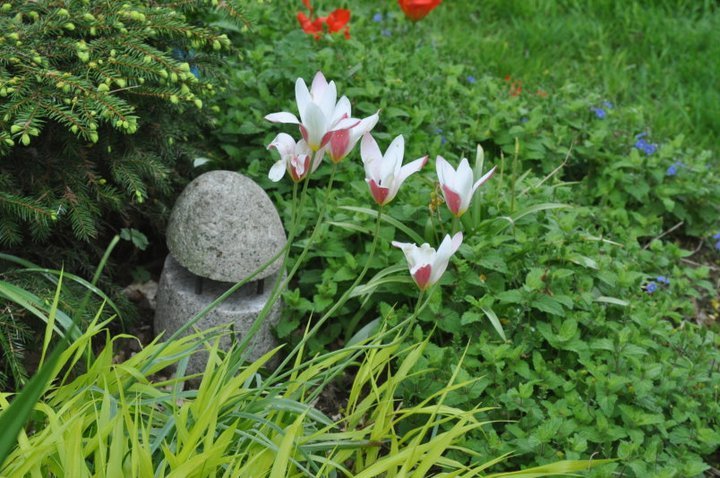 John Mahtab's album, Garden June, 2011
