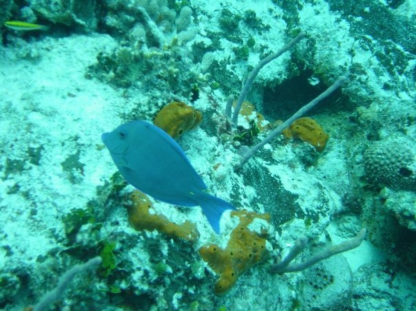 Michael Cochran's album, Underwater Cozumel