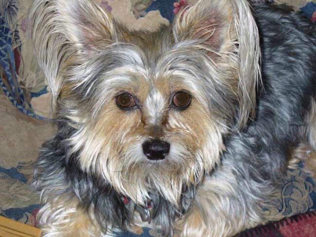Cathy Carrillo's album, Our Baby Dogs