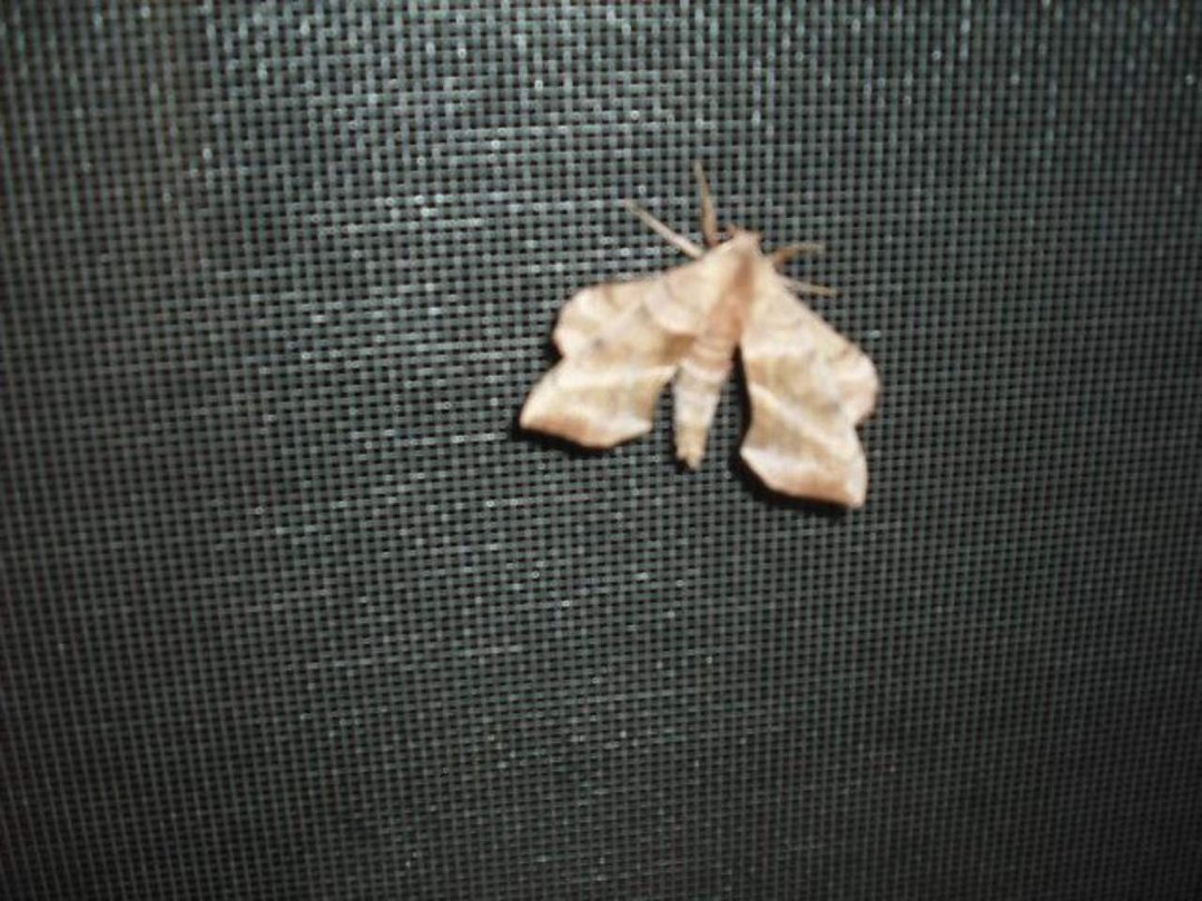 John H Webb's album, differment Dragonbutterfly