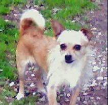 Maletta Baughman's album, our little 4 legged babies