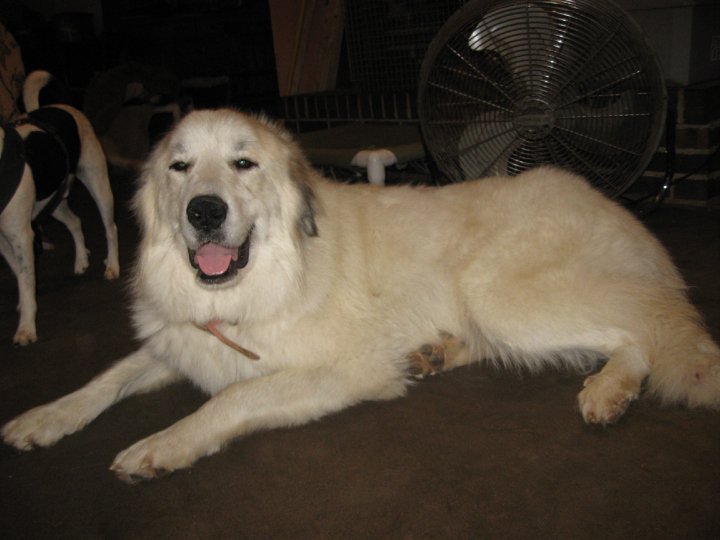 Sharon Drube's album, Zira and the Shakespeare pups