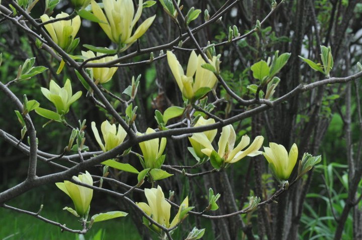 John Mahtab's album, Garden June, 2011