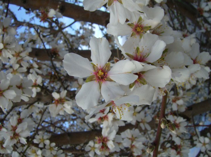 Patrick McGee's album, Blossom Trail