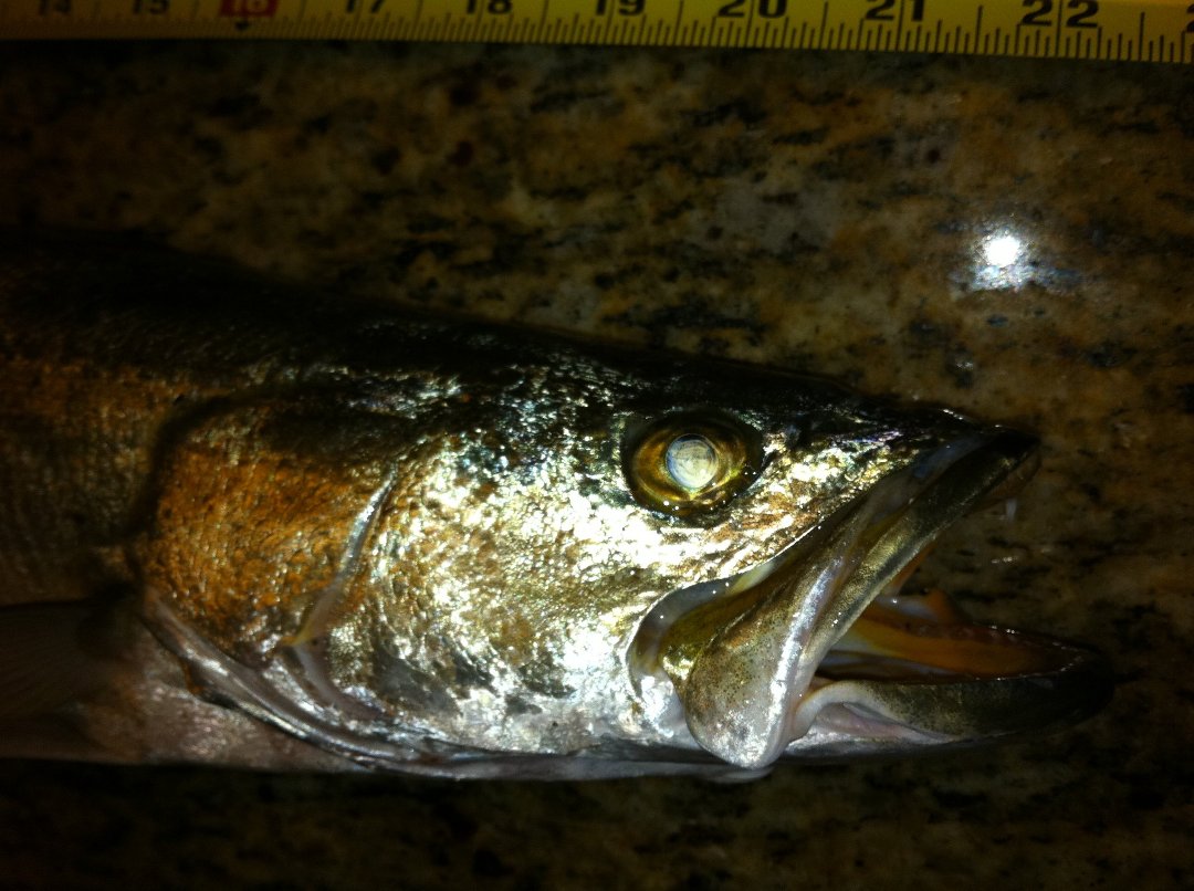 Ray Brackin's album, Fishing 2011