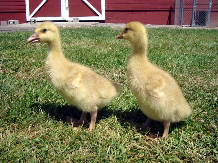 Rick Harmon's album, The Chickens