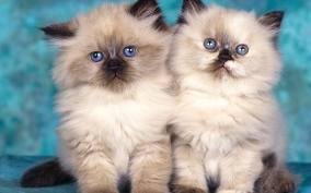 kimberly kinner's album, kitties