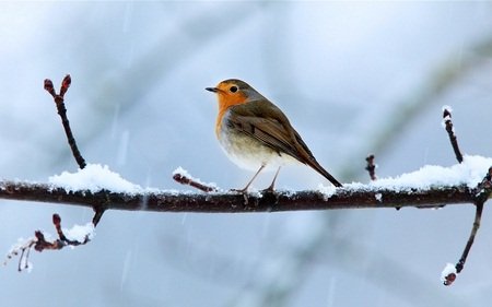 Robin Candler's album, Cover Photos