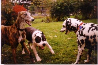 Joyce Edwards' album, Untitled Album