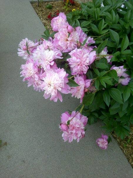 Tim Crawford's album, Mobile Uploads