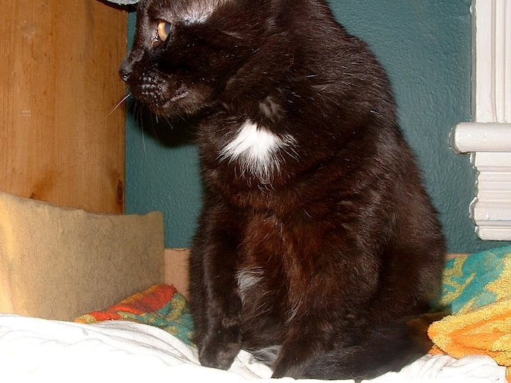 Jean Carl-Klein's album, Ted E. Bear - "Bear" - A memorial 5-95/7-12
