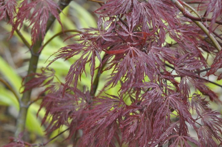 John Mahtab's album, Garden June, 2011