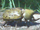 Aaron Mullin's album, Bugs!