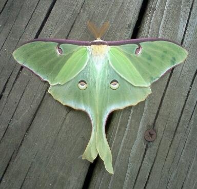 Heather Browning's album, LG Phone Photos