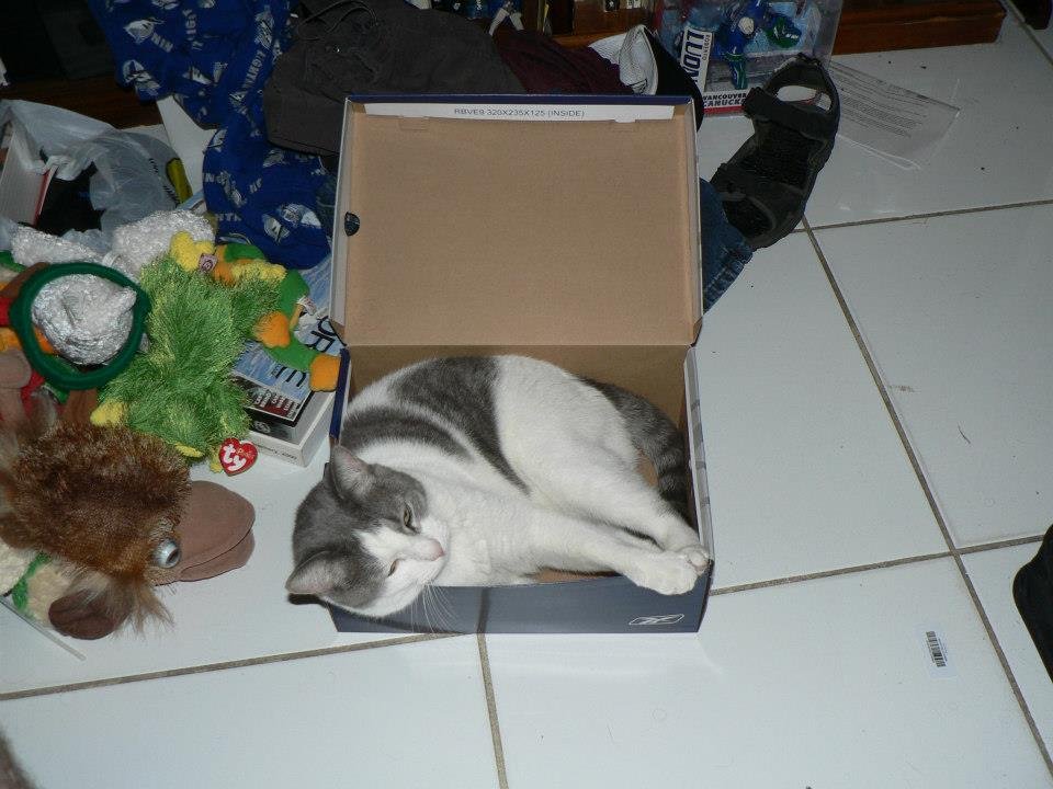 Peter Hibbard's album, Our Cats