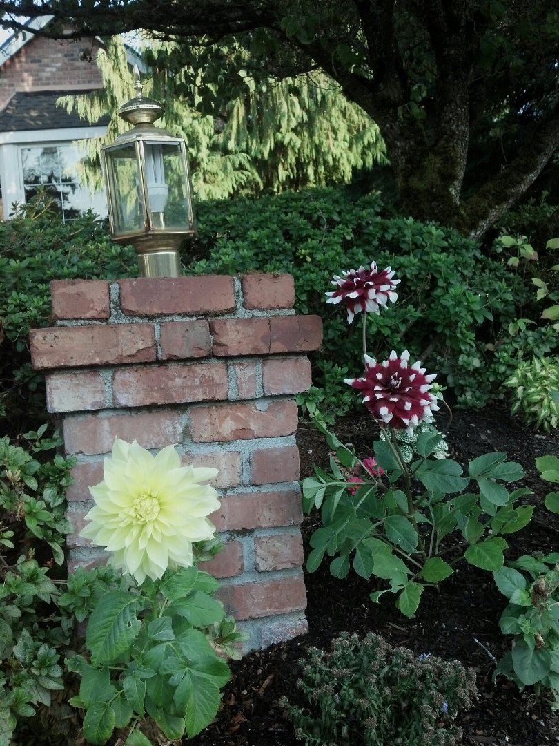 Susan Baugh's album, Mobile Uploads