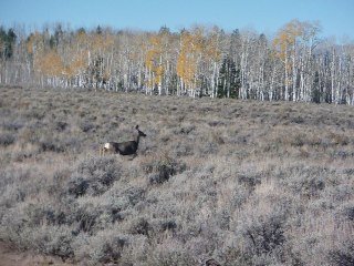 Lynn Lynn Conard's album, Waynes Hunting Pics 2012