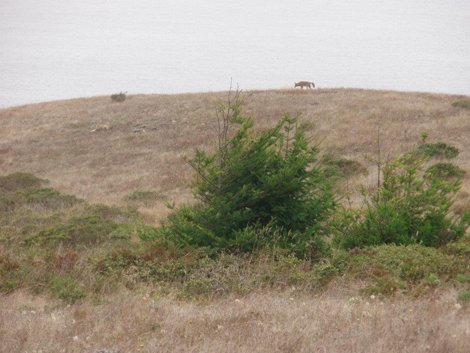 Maria Ossipoff's album, Point Reyes Backpacking Trip