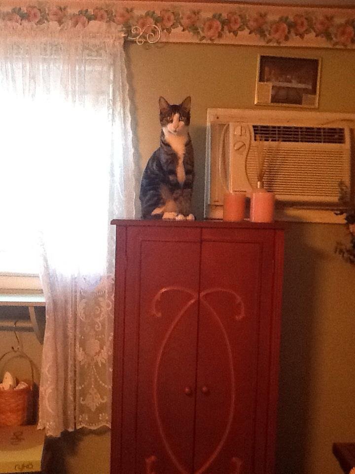 Carol Bechter's album, iOS Photos