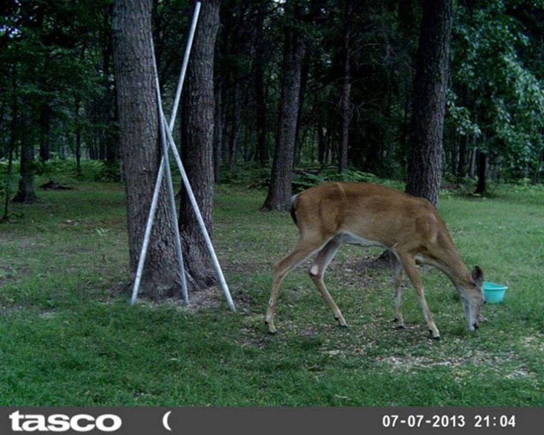 Sandra Jobe's album, wildlife in front yard