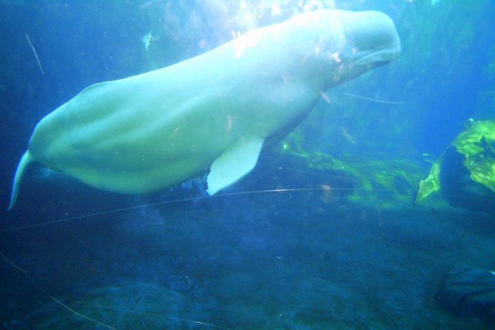 Sonia Lee's album, Sea World San Diego