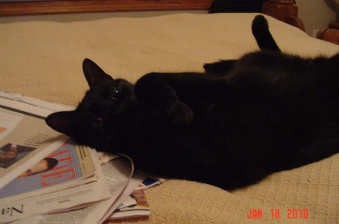June Reiling's album, DC (Damn Cat)