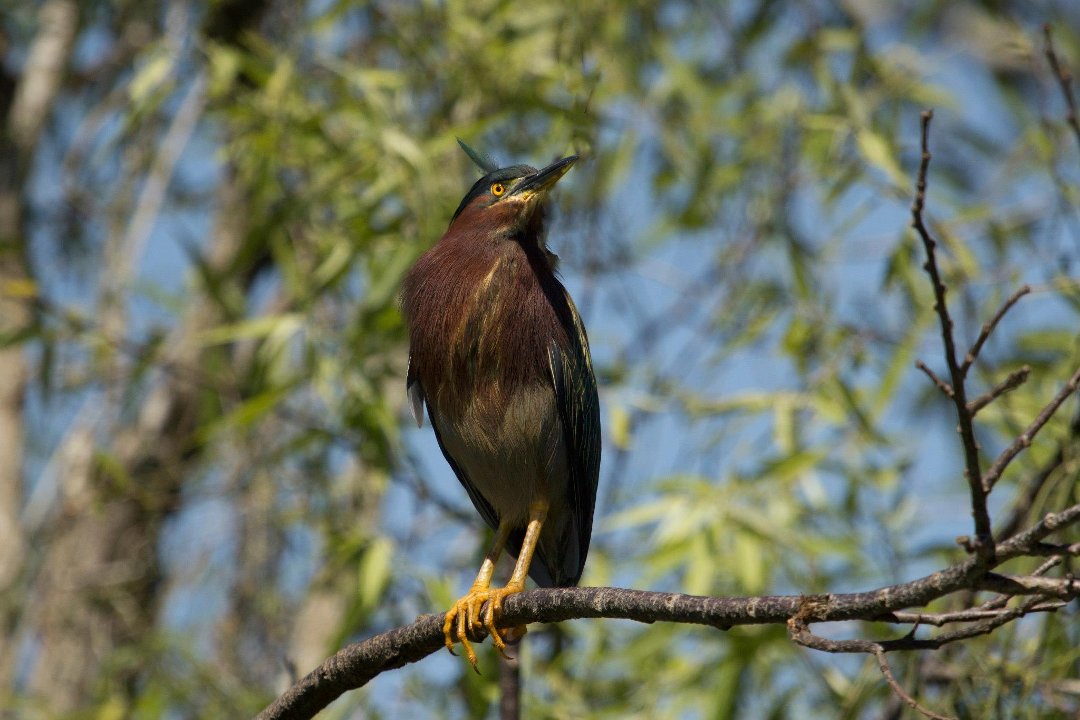 Kit Mulligan's album, Green Herons at Shark Valley, Everglades March, 2013