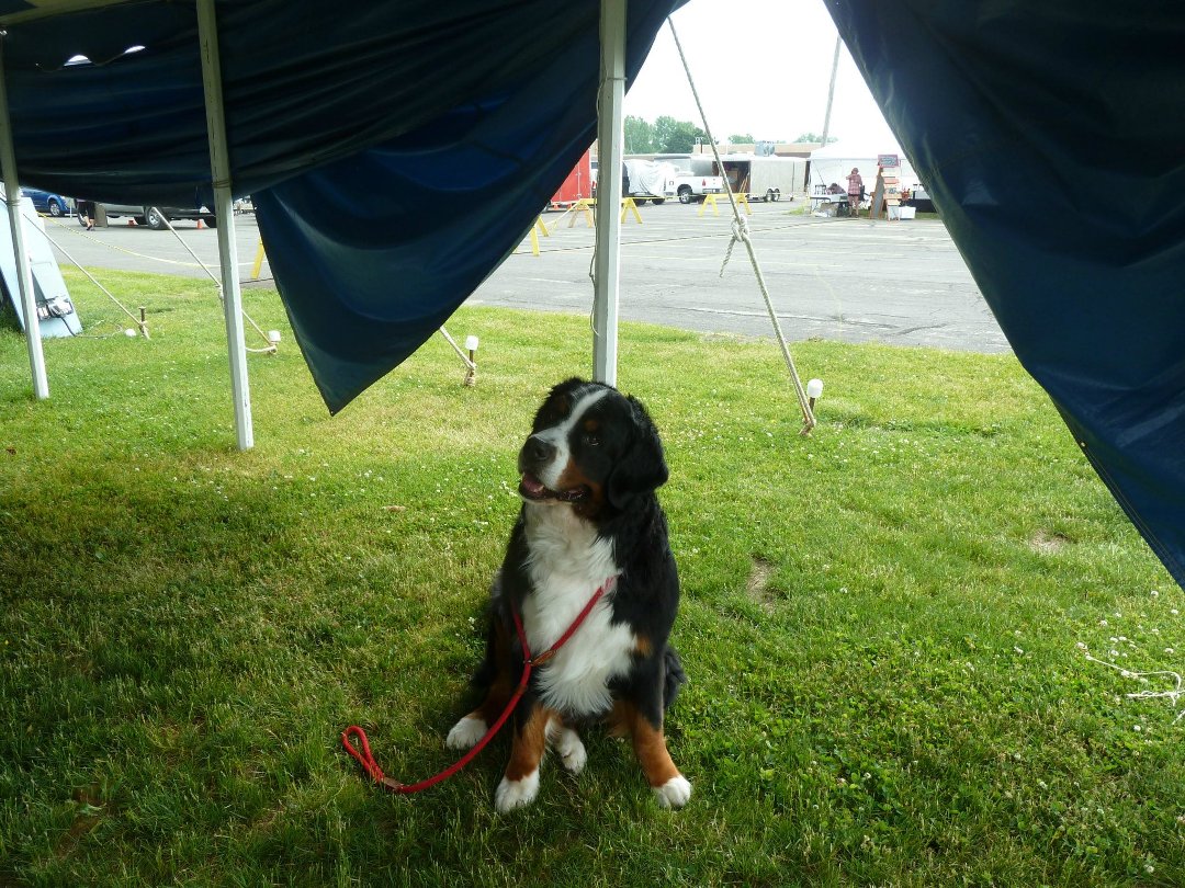 Kay Kierepka's album, Random Bernese Mtn Dog (not Tucker) and Liz's Visit July 2012