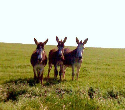 Jeff Huebner's album, Donkey
