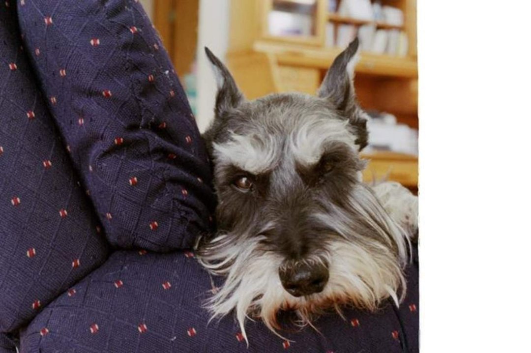 David Ullrich's album, Buddy