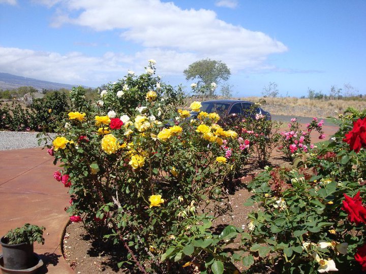 Barbara Biddle's album, Mauna Kea
