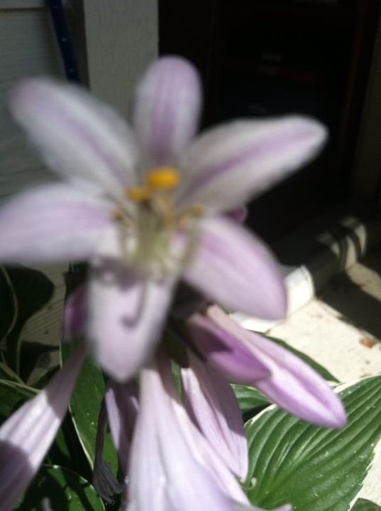 Julia Wise's album, Mobile Uploads