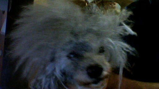 Claude Strass' album, Webcam Photos