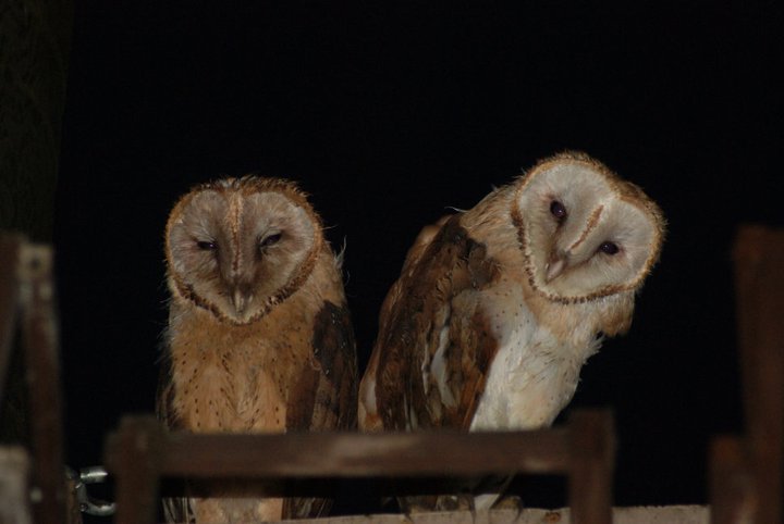 Nikki Elliott-White's album, 2011 Yori Ranches Owlets