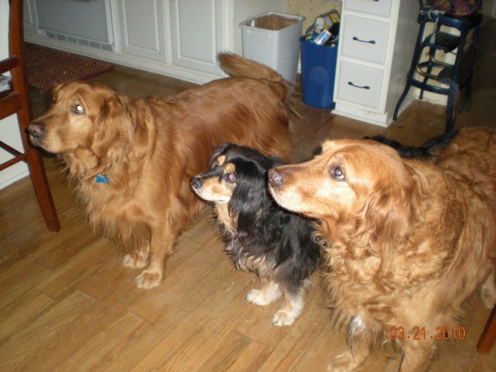 Kristy Schumacher's album, my furry friends
