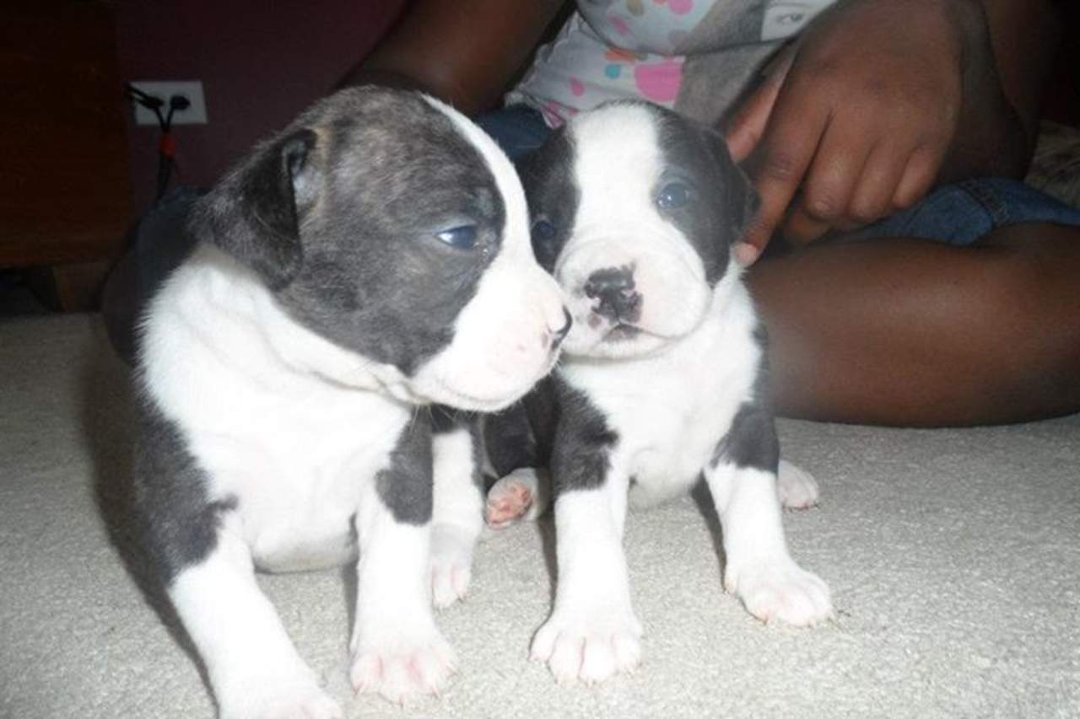 Wendall Galloway's album, Pitt Bull Puppies for sale $250 - Born June 12, 2012