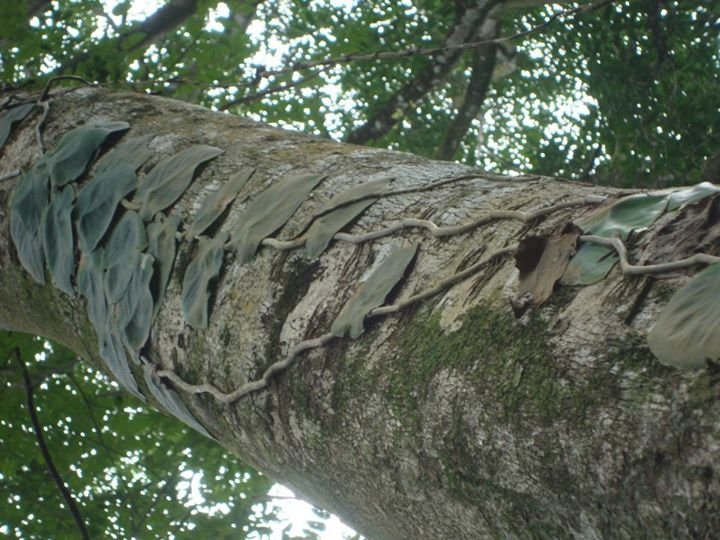 Roy Applegate's album, Pics of Costa Rica