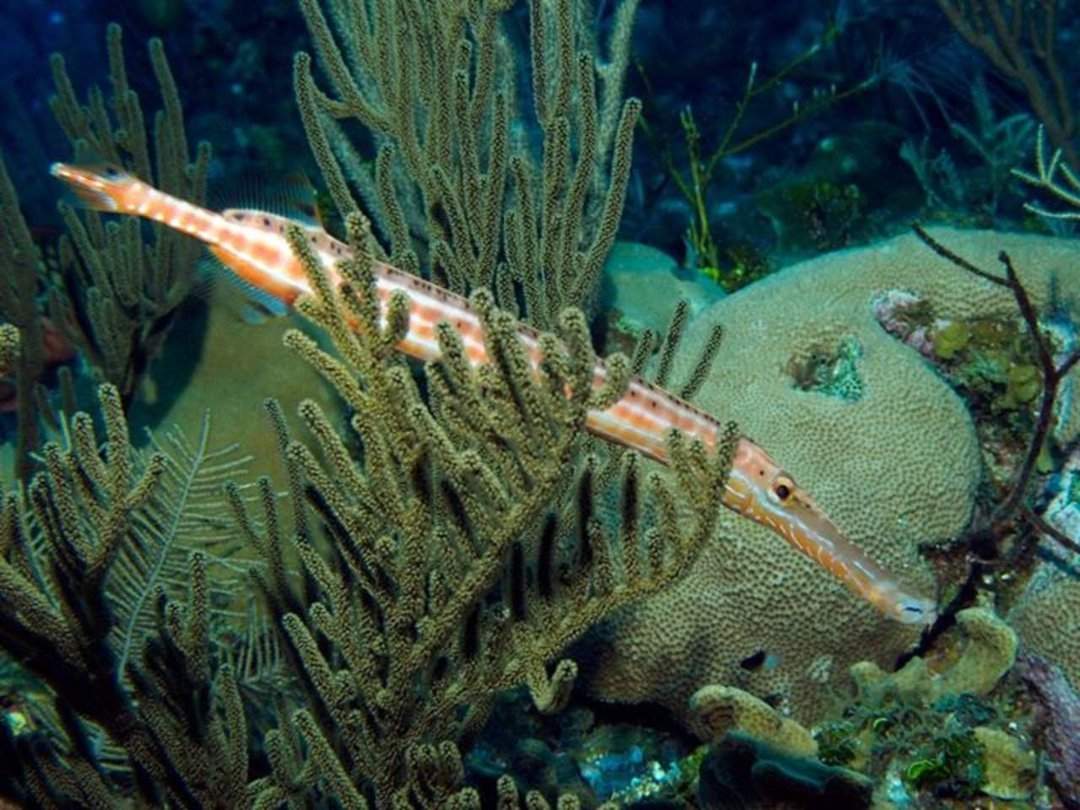 John Kotovsky's album, More Little Cayman 10-12