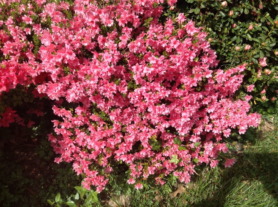 Jane Bourdow's album, Cover Photos