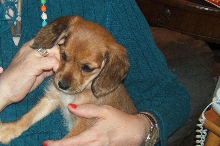 Barbara Ravitz's album, My New Puppy Sweetie