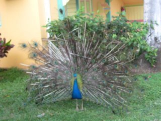 Patsy Bain's album, Our Jamaica Trip 2012
