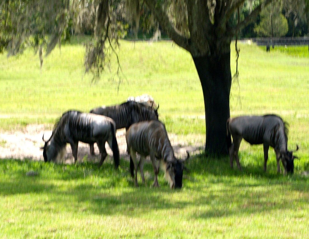 Jon Cluff's album, Busch Gardens Safari