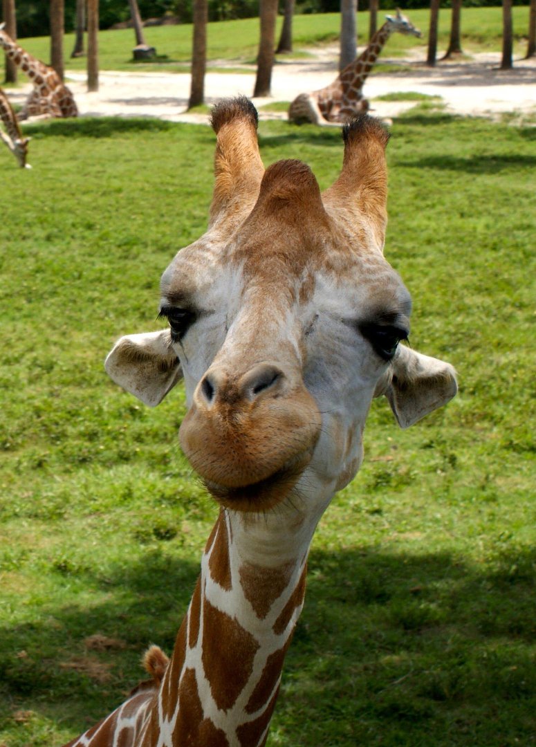 Jon Cluff's album, Busch Gardens Safari