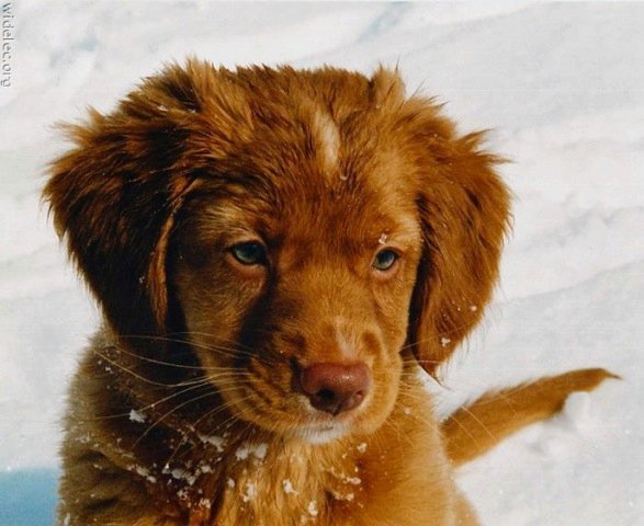 Michael Clarke's album, cutest puppies ever