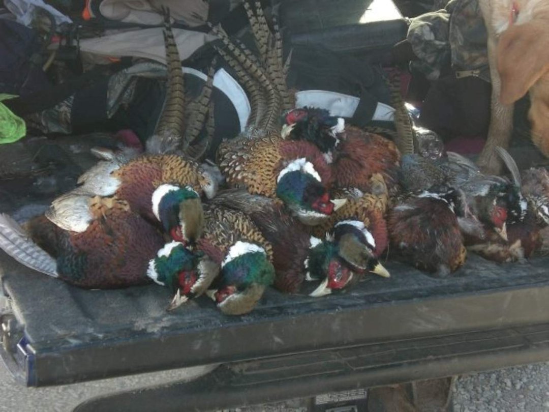 Michael Harford's album, Centrailia Kansas Hunt