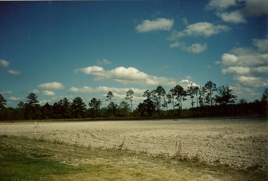Karla Denney's album, Okefenokee Swamp 2000