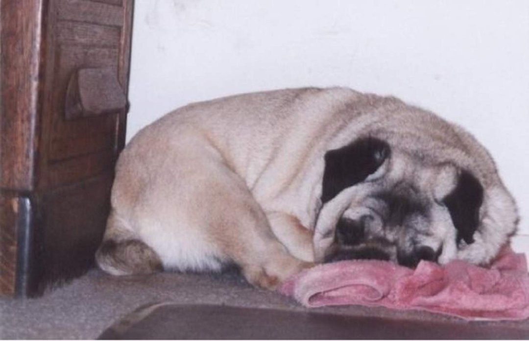 Robert Dunas' album, JIMMY the Pug - In Loving Memory